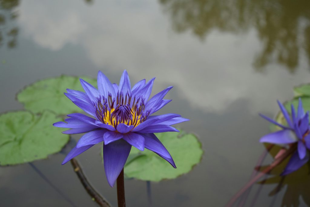 A blue Egyptian lotus on a tranquil pond.